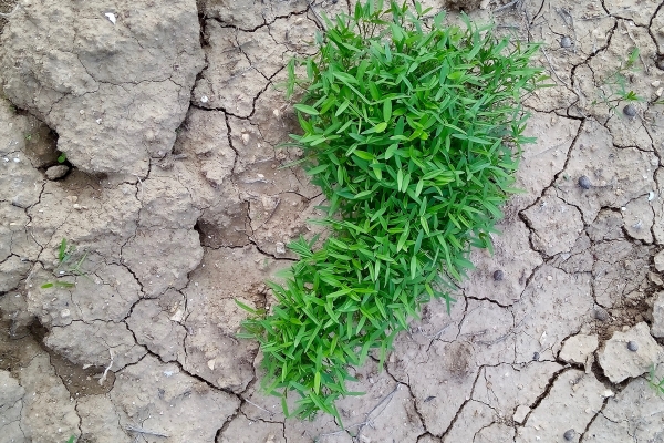 Surplus in a Season of Scarcity